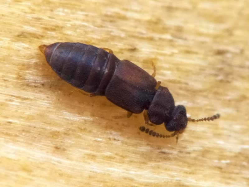 Phloeonomus minimus (Erichson, 1839)